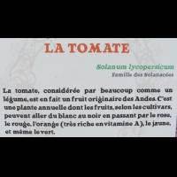 Solanacees - Solanum lycopersicum - Tomate (03)